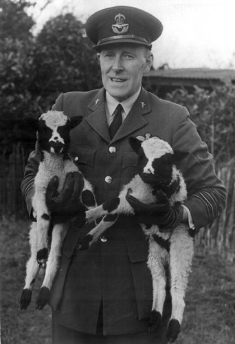 Myles Bickerton photographed during the Second World War when a Wing Commander. The lambs are from the flock of Jacob's Spanish Sheep.